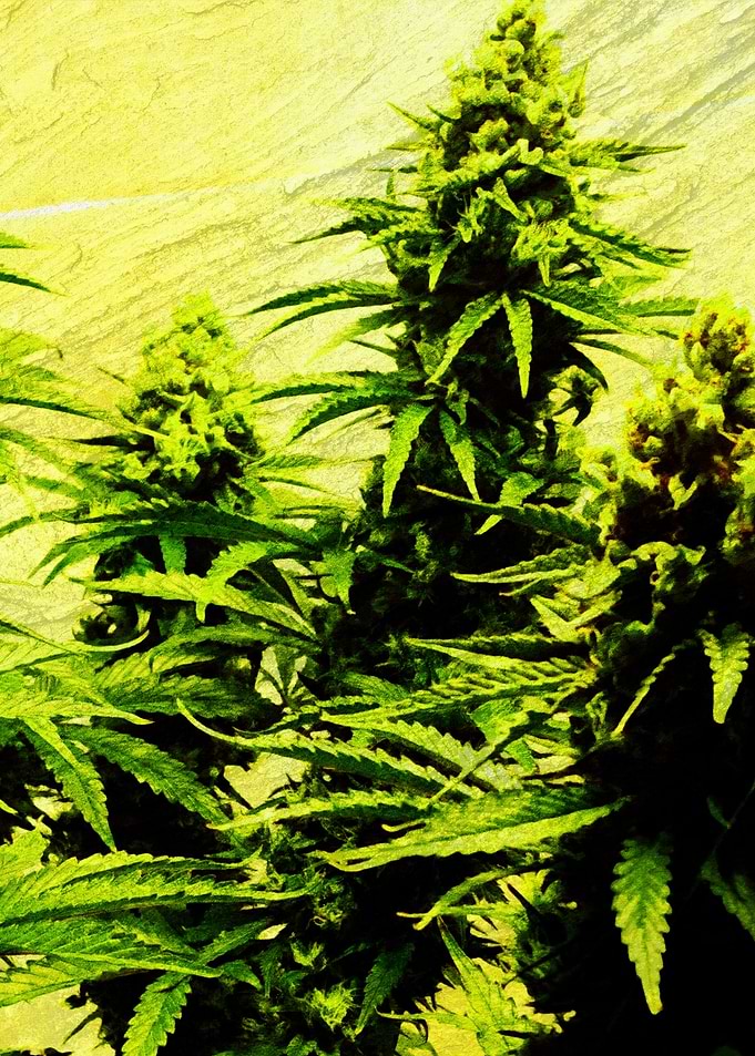Cannabis Weed Marihuana 8