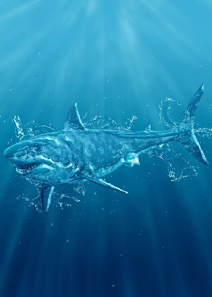 Great White Shark
