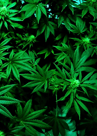 Cannabis Weed Marihuana 2