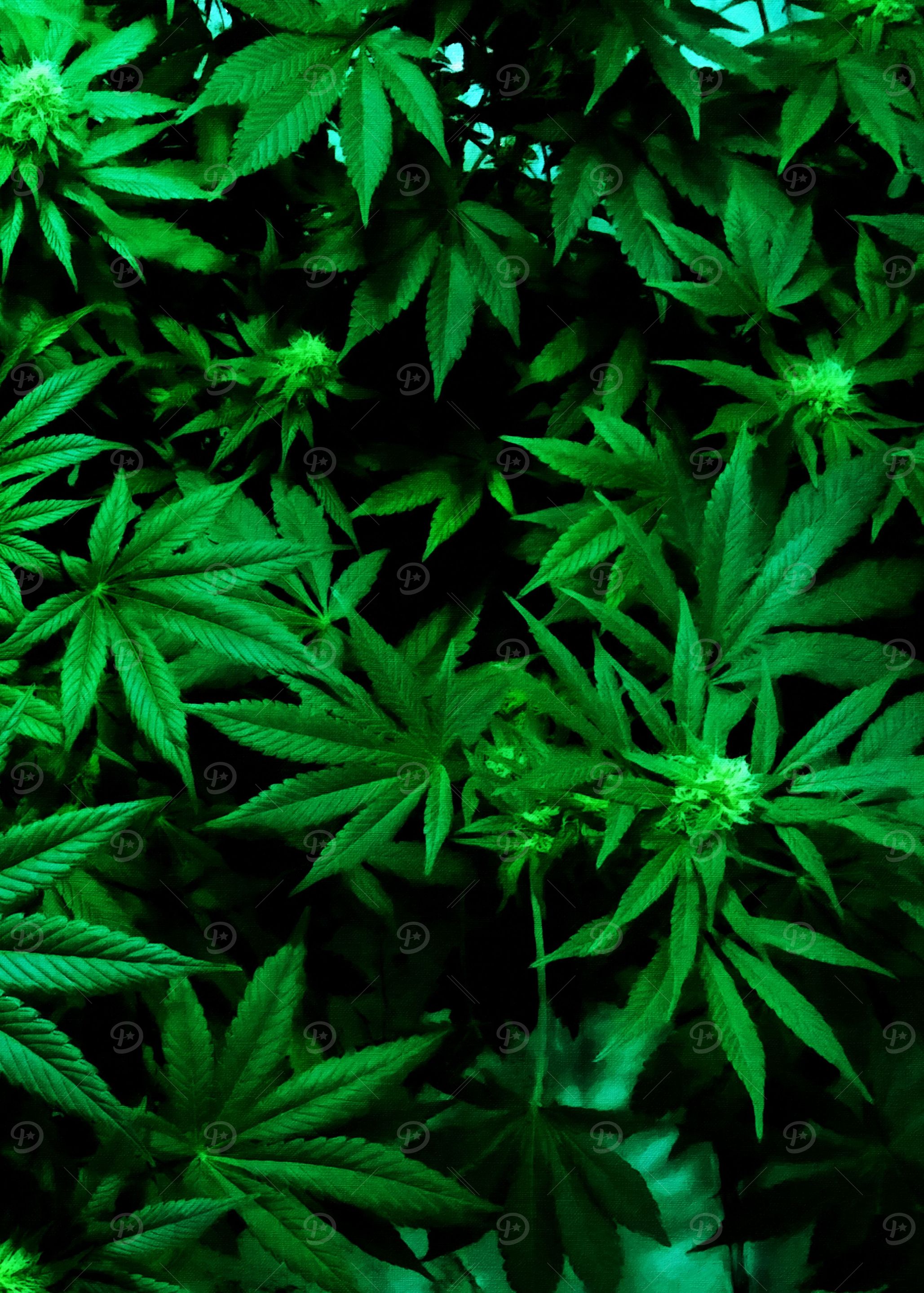 Cannabis Weed Marihuana 2