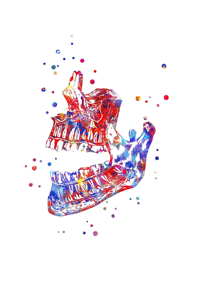 Human mandible