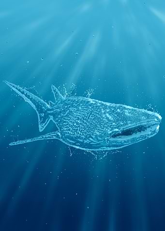 Whale shark