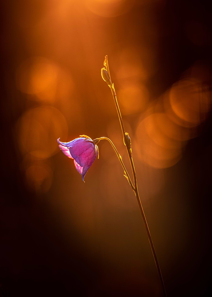 Sunset bokeh