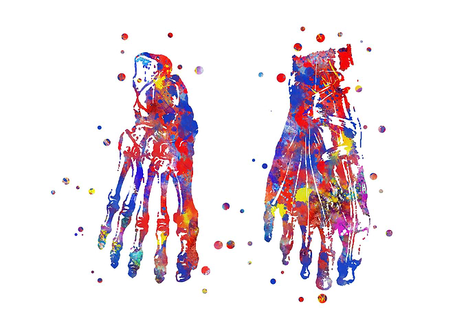 Foot bones