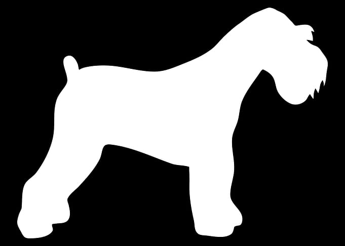 Miniature Schnauzer