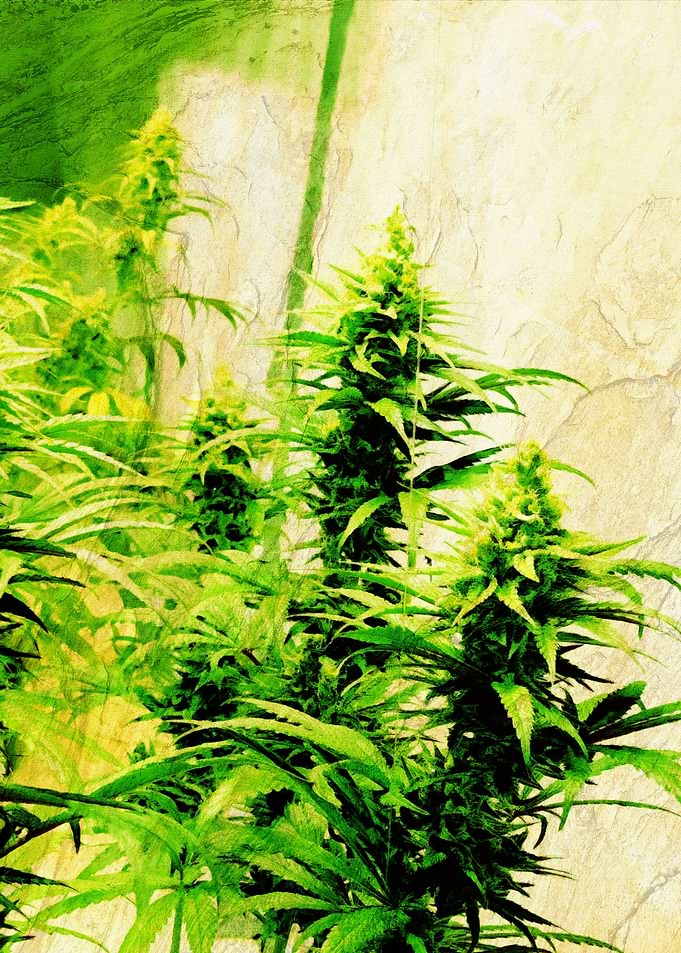 Cannabis Weed Marihuana 10
