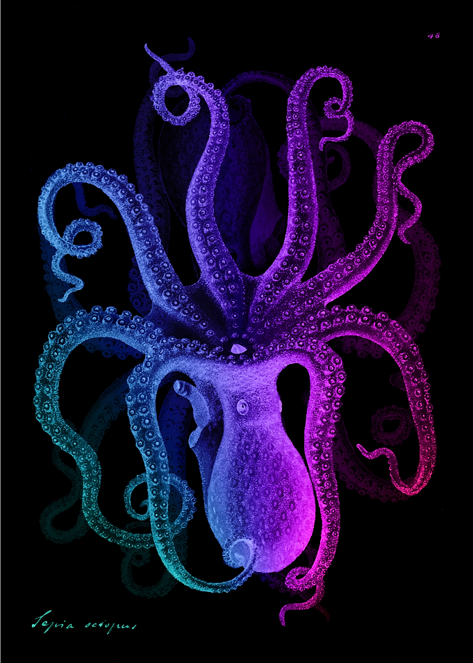 Rainbow Octopus