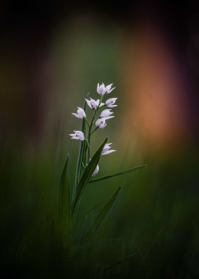 White orchid