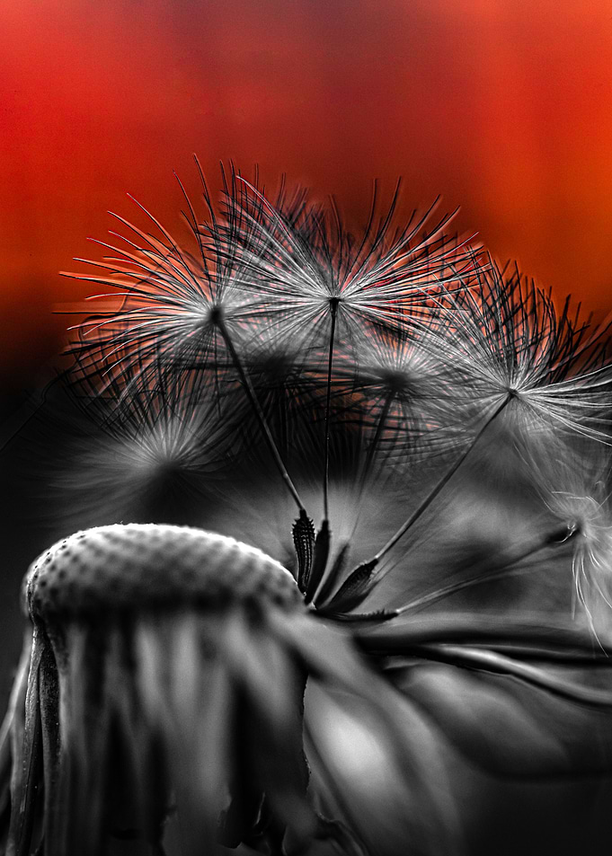 Dark dandelion