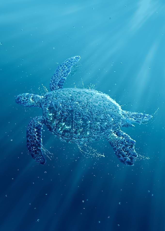 Turtle