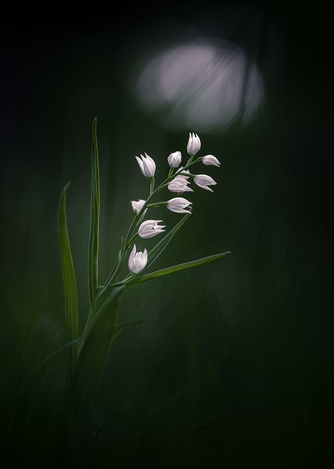 White Orchids