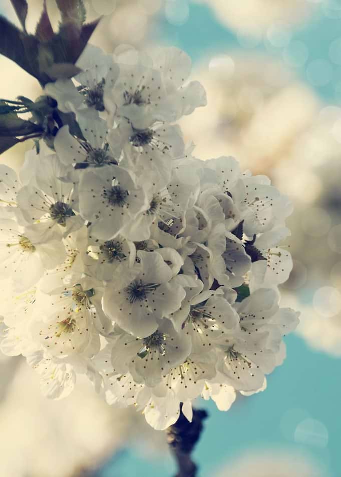 White Cherry Blossom
