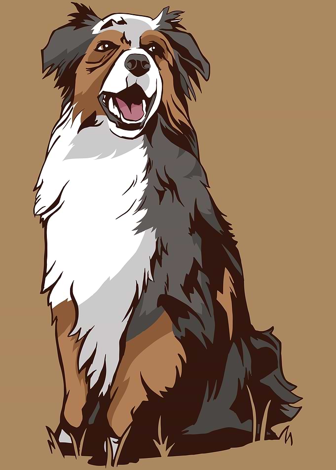 AUSTRALIAN SHEPHERD DOG