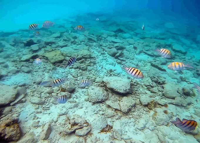 Plenty Of Fish In The Sea4