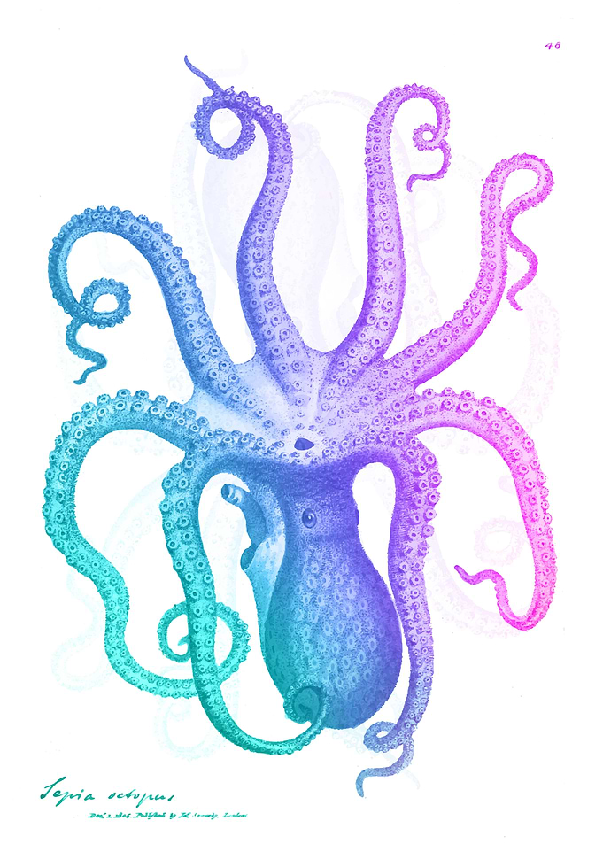 Octopus