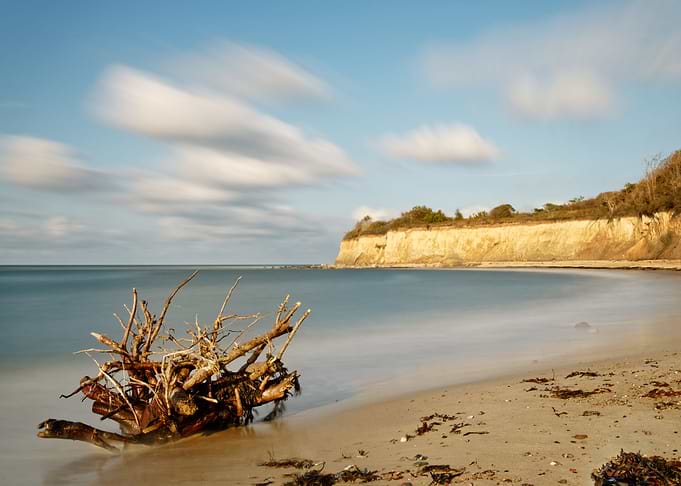 Root on a natural beach