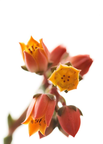 Flowers 2
