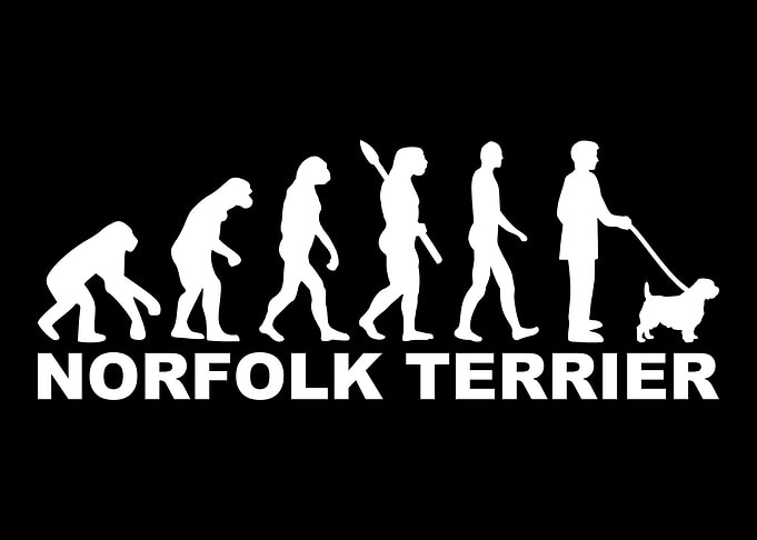 Norfolk Terrier