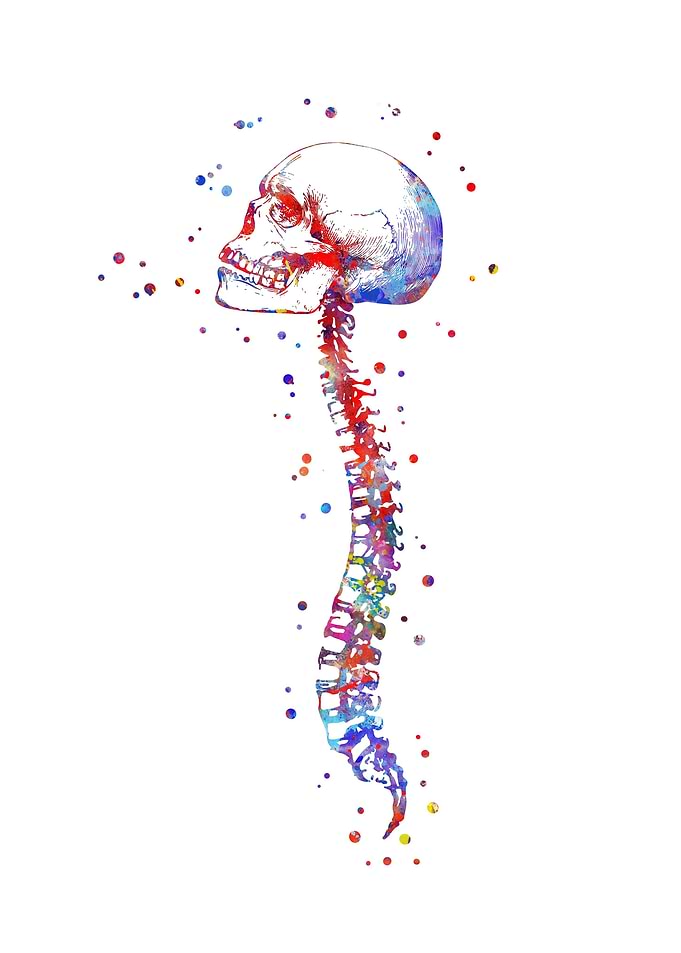 Skull with spinal cord