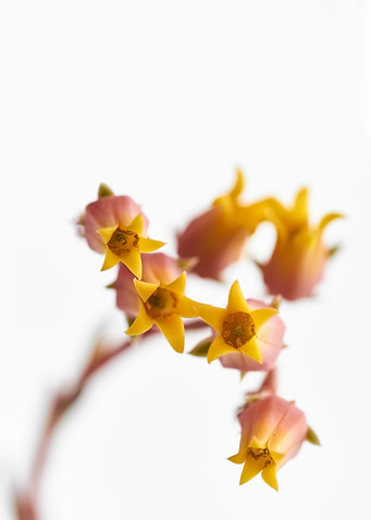 Flowers 1