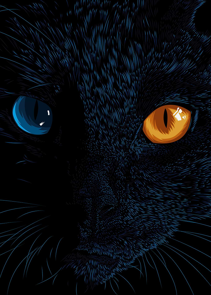 Odd Eyed Cat