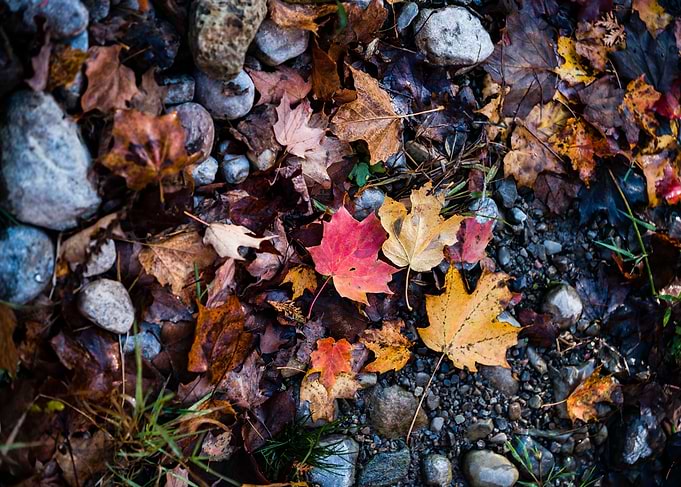Fall colour maple leaves