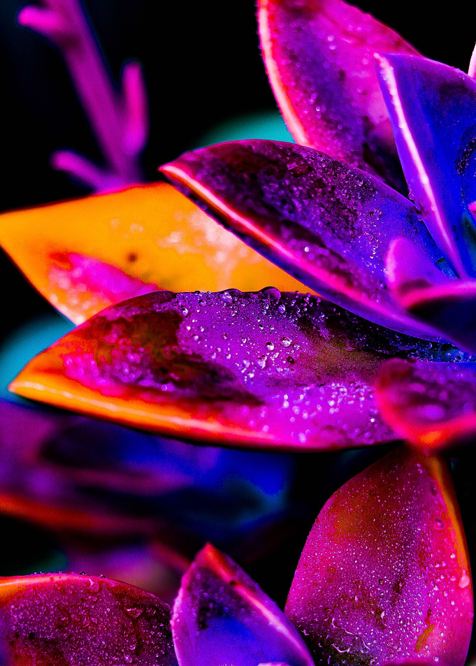 Rainbow Succulent