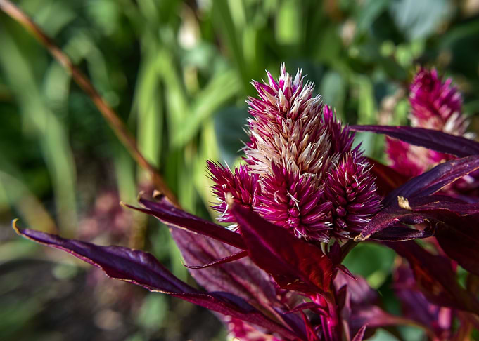 Garden Flower
