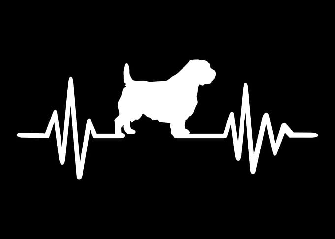 Norfolk Terrier