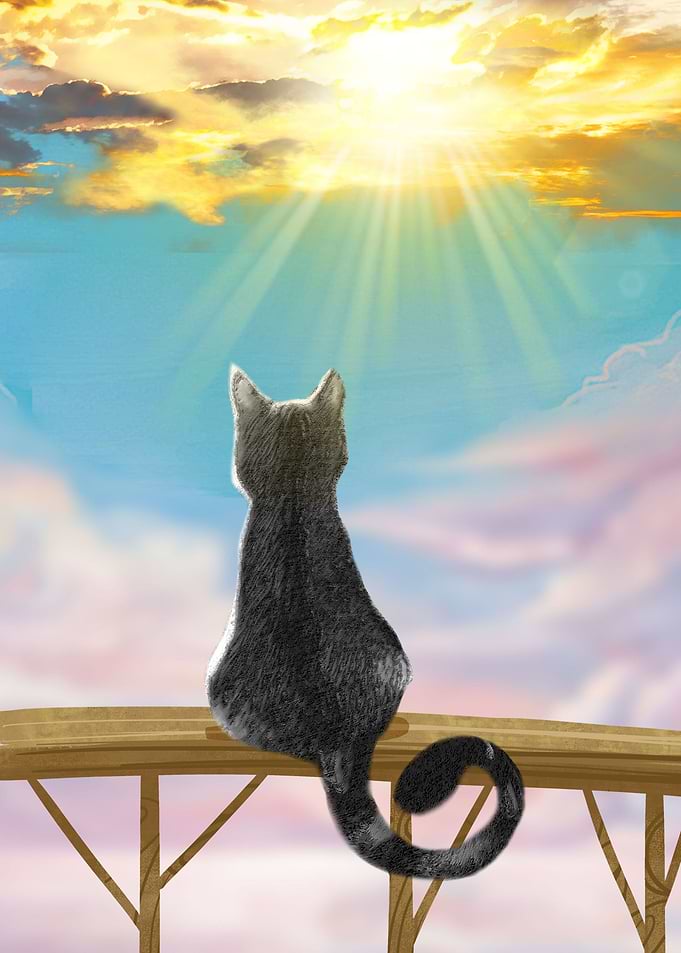 Cat at the sunshine