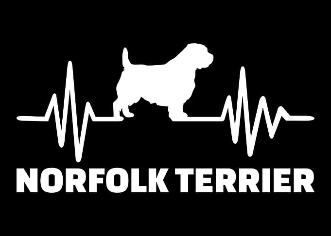 Norfolk Terrier