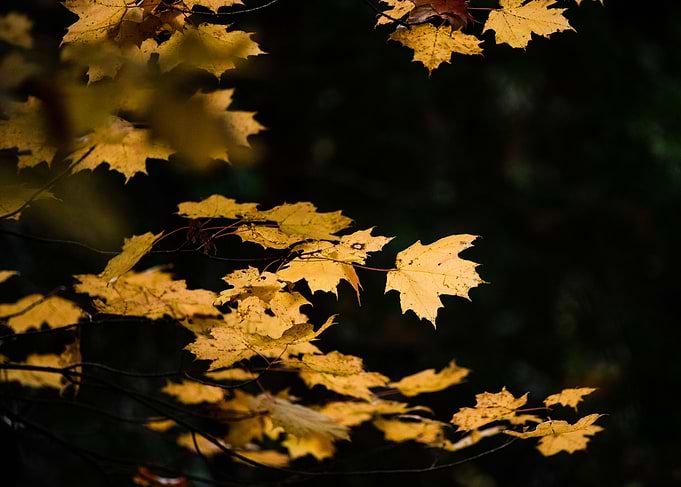 Yellow maple leaves