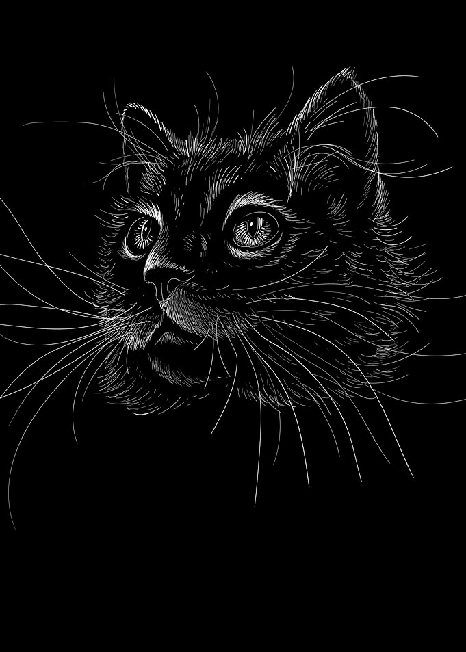 Black Cat