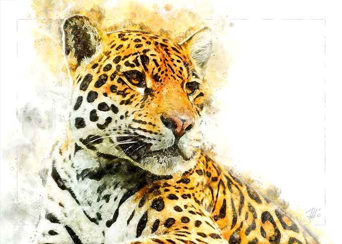 Leopard