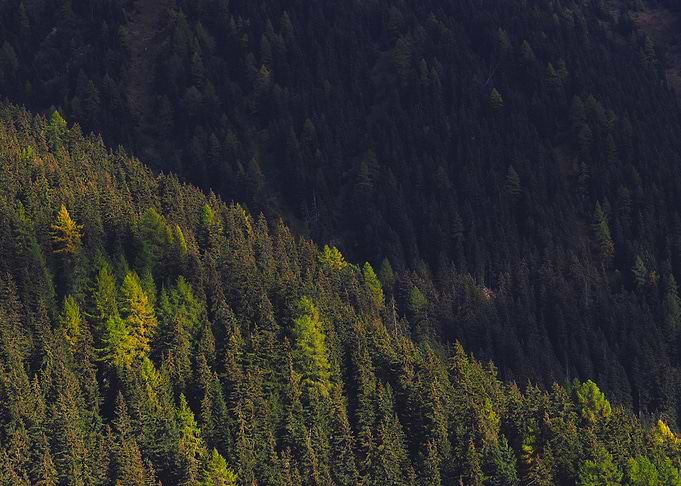 Rising Forest