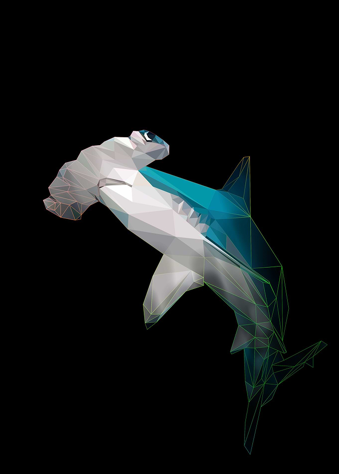 hammer head shark