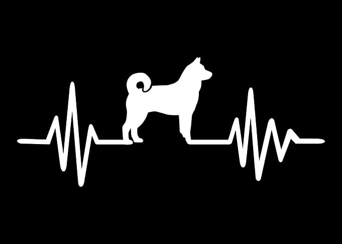 Norwegian Elkhound