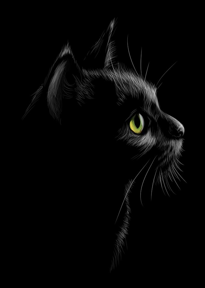 Black Cat