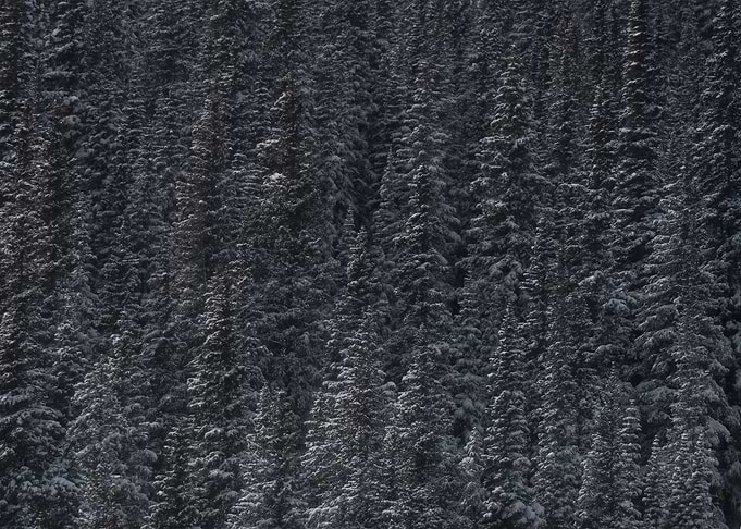 Frozen Forest