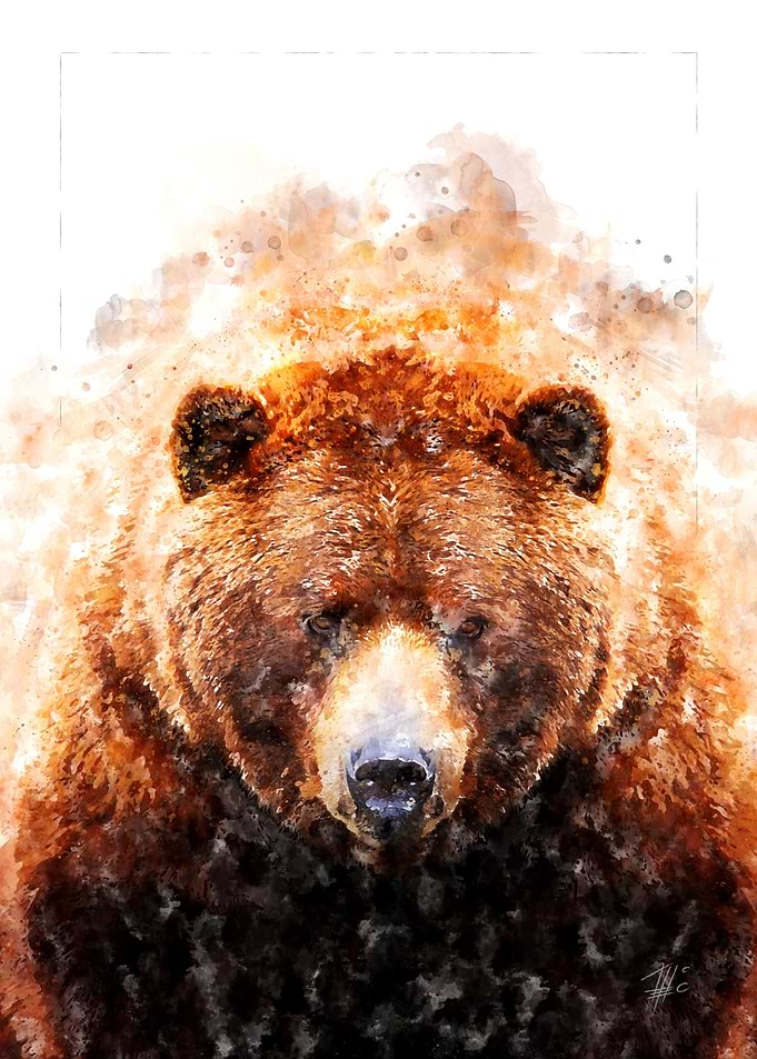 Brown Bear