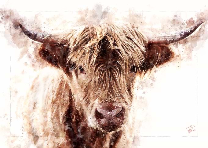 Highland Cattle
