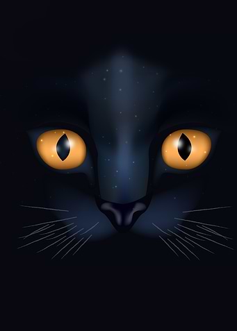 Black Cat