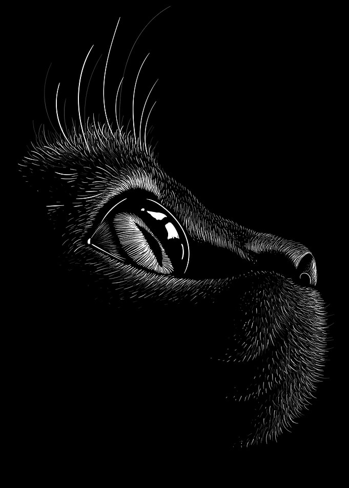 Black Cat