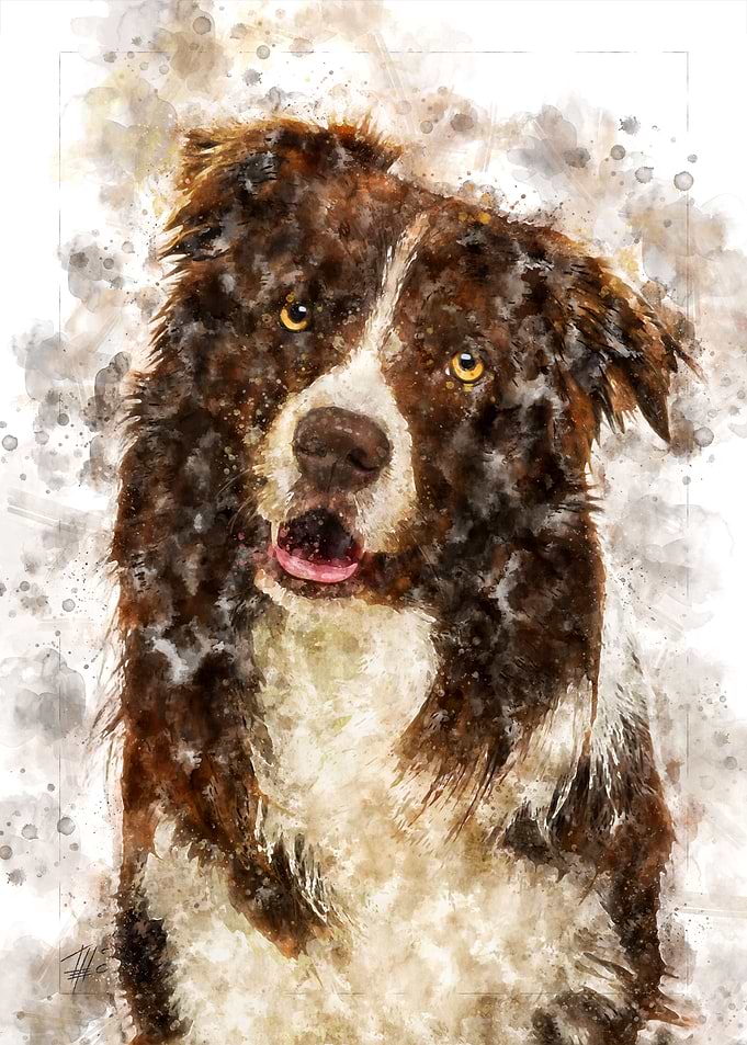 Australian Shepherd