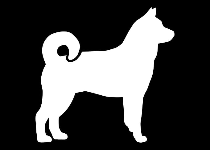 Norwegian Elkhound