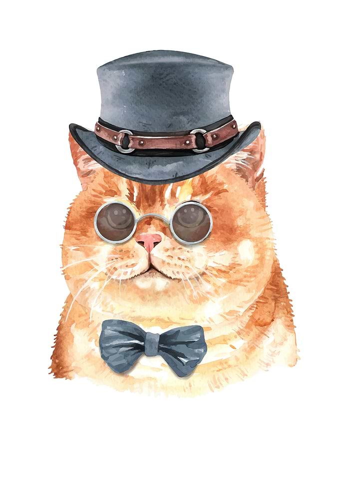 Mr Cat