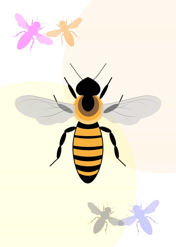 Bee Illustration