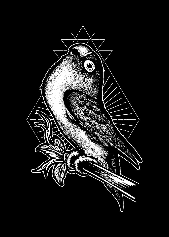 birds
