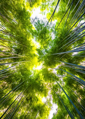 Bamboo In The Sky Color