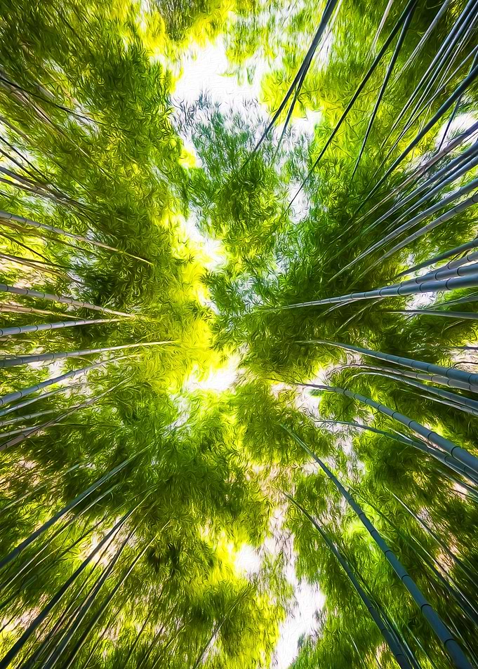 Bamboo In The Sky Color